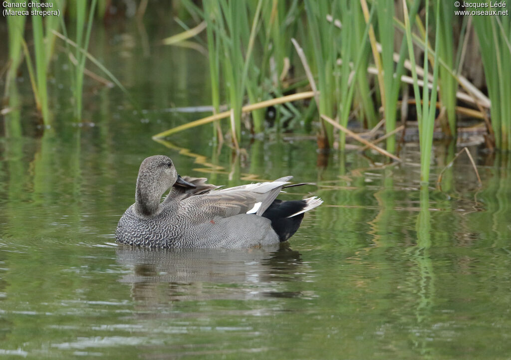 Canard chipeau