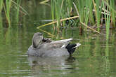 Canard chipeau