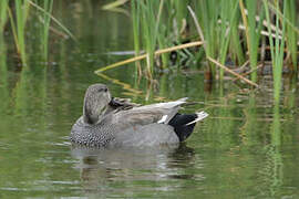 Gadwall