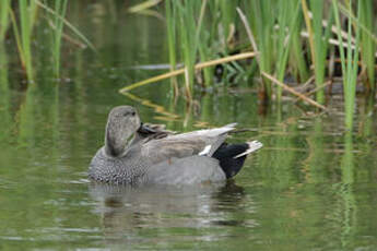 Canard chipeau