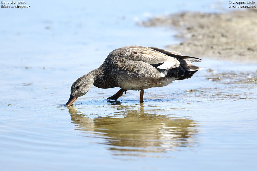 Canard chipeau