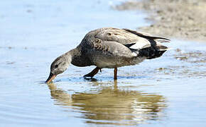 Canard chipeau