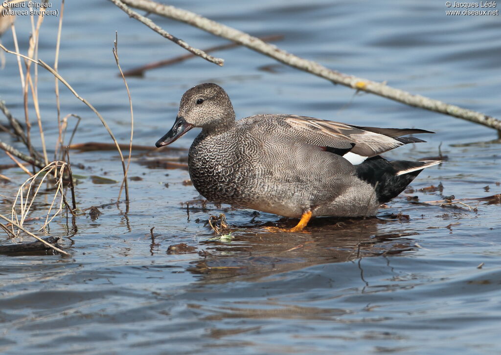 Canard chipeau