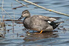 Canard chipeau