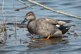 Gadwall