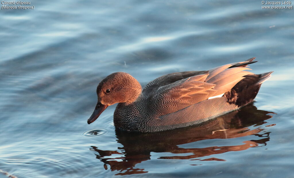 Canard chipeau