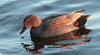 Canard chipeau