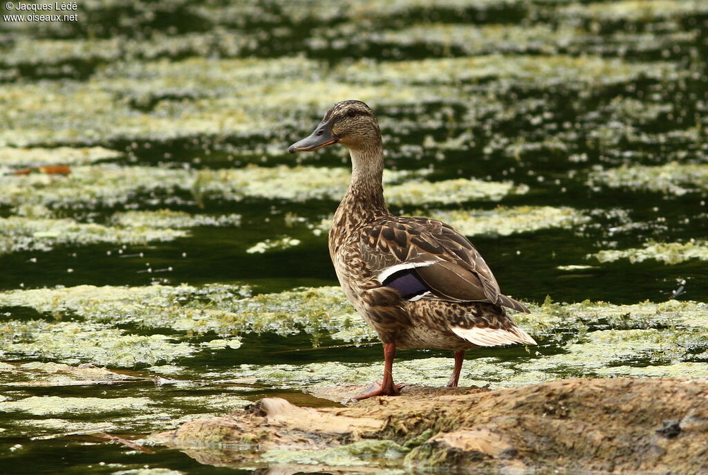 Canard colvert