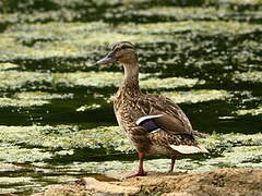 Canard colvert