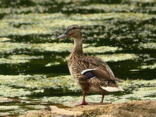 Canard colvert