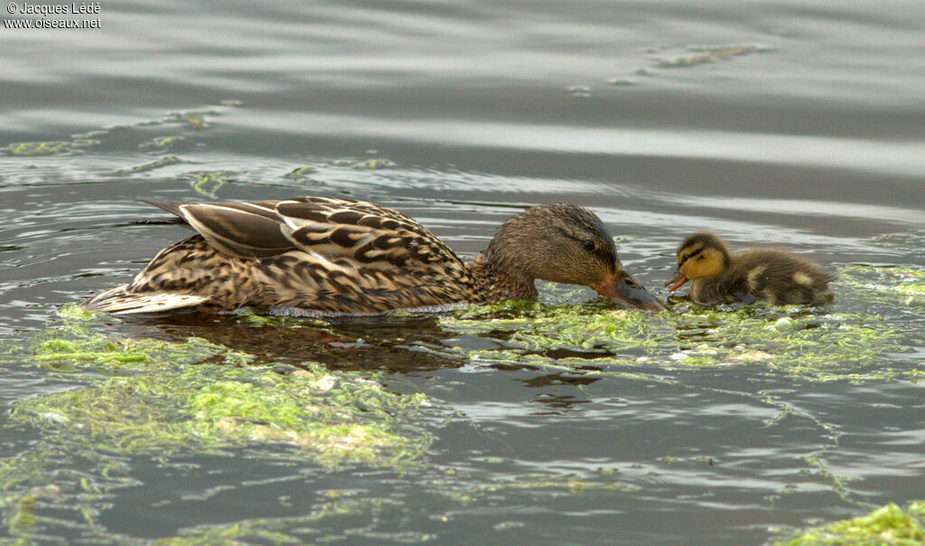 Mallard