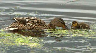 Canard colvert