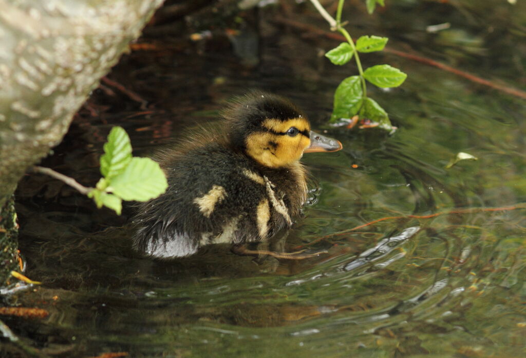 Canard colvert