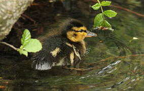 Mallard