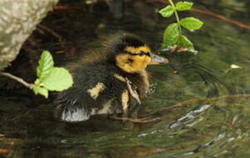 Canard colvert