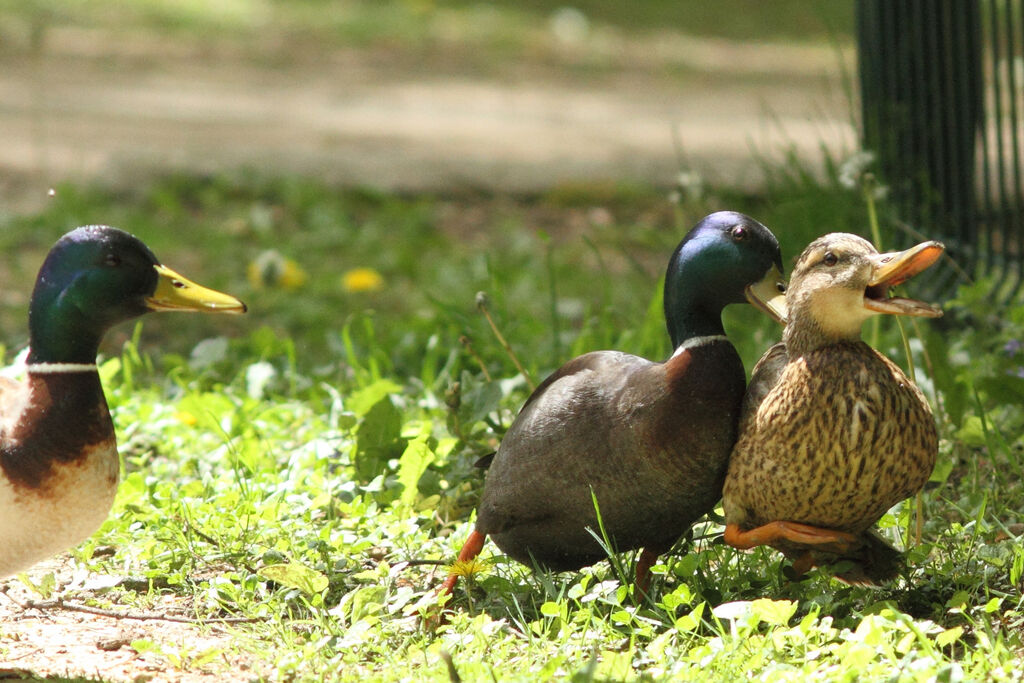 Canard colvert