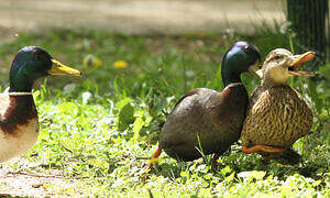 Canard colvert