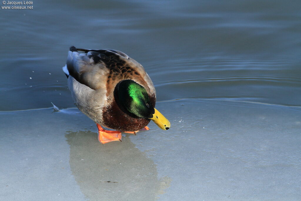 Canard colvert