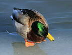 Canard colvert