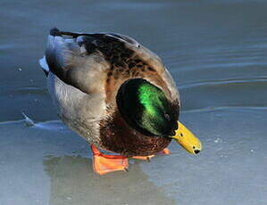 Canard colvert