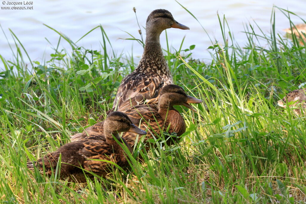 Canard colvert