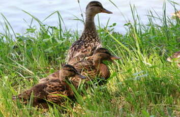 Canard colvert