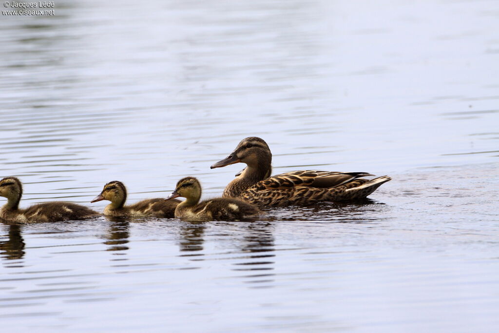 Canard colvert