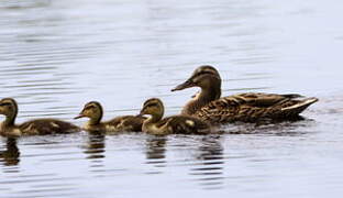 Mallard