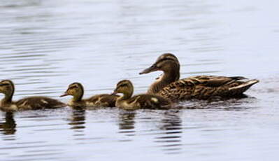 Canard colvert