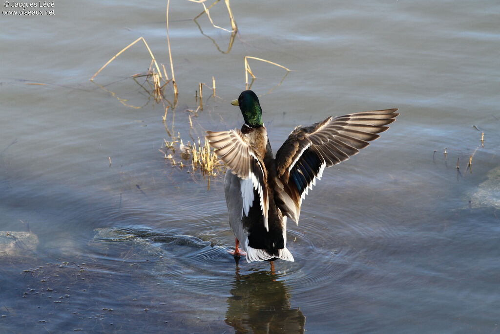 Canard colvert