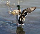 Canard colvert