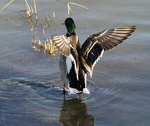 Canard colvert