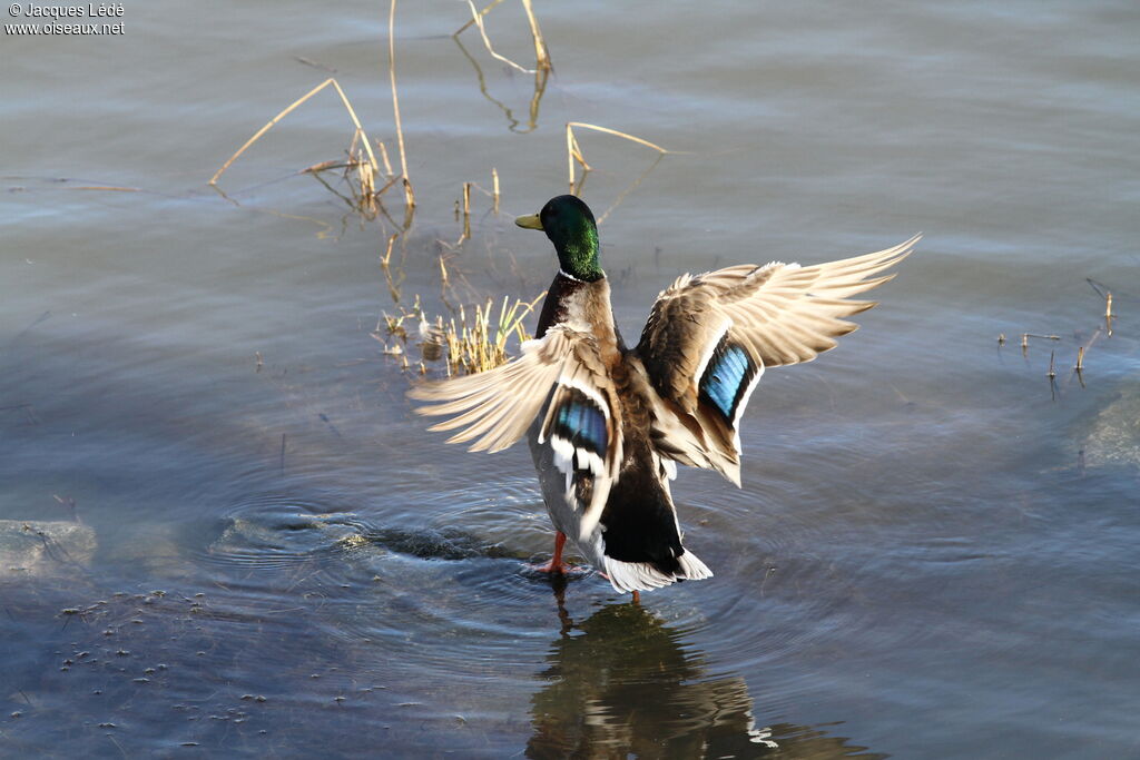 Canard colvert