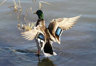 Canard colvert