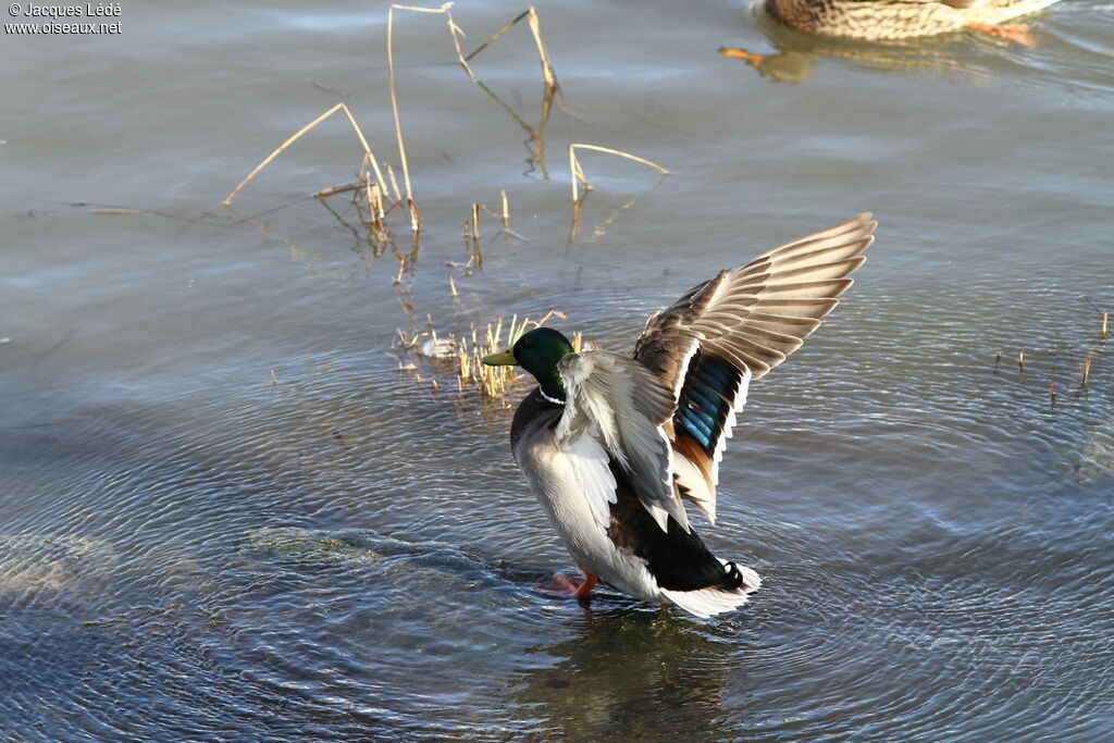 Canard colvert