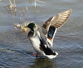 Canard colvert