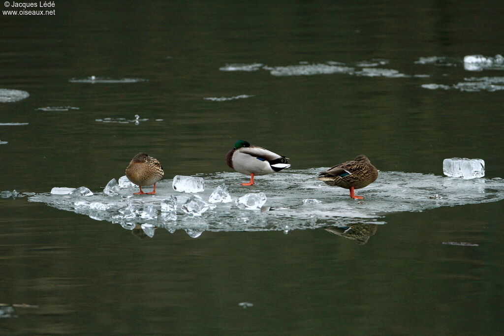 Canard colvert