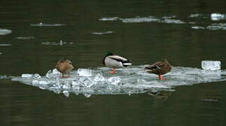 Canard colvert