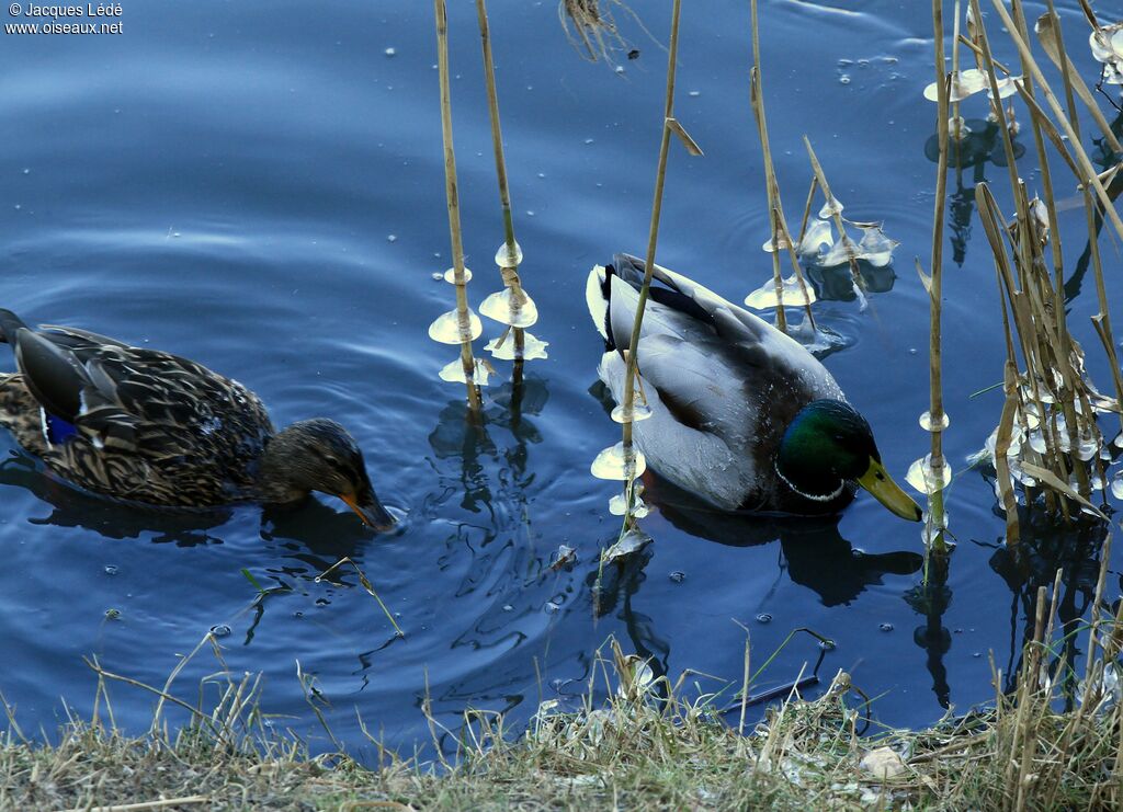 Canard colvert