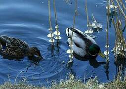 Canard colvert