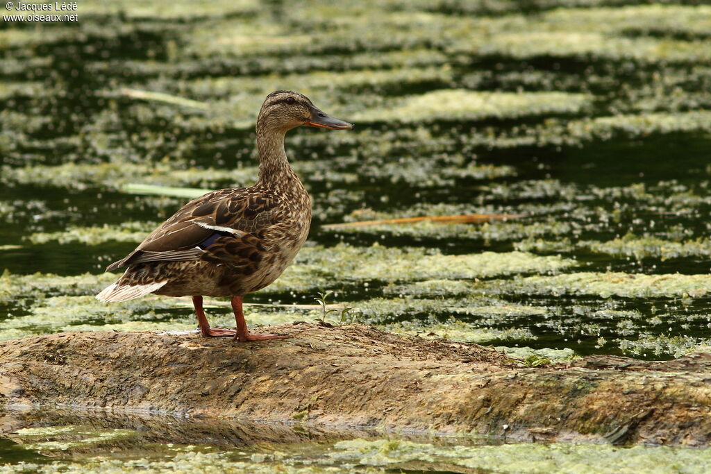 Mallard