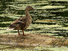 Canard colvert