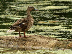 Canard colvert