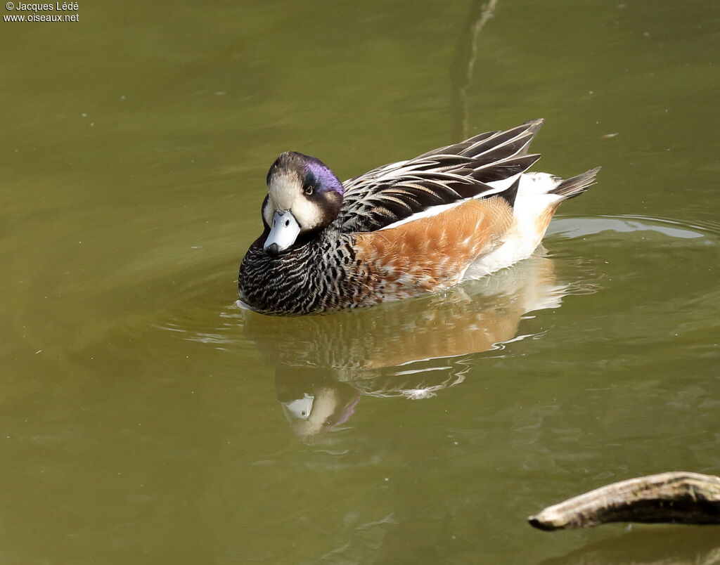 Chiloe Wigeon