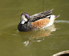 Chiloe Wigeon