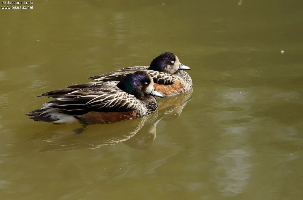 Chiloe Wigeon