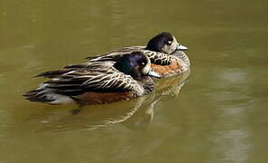 Chiloe Wigeon