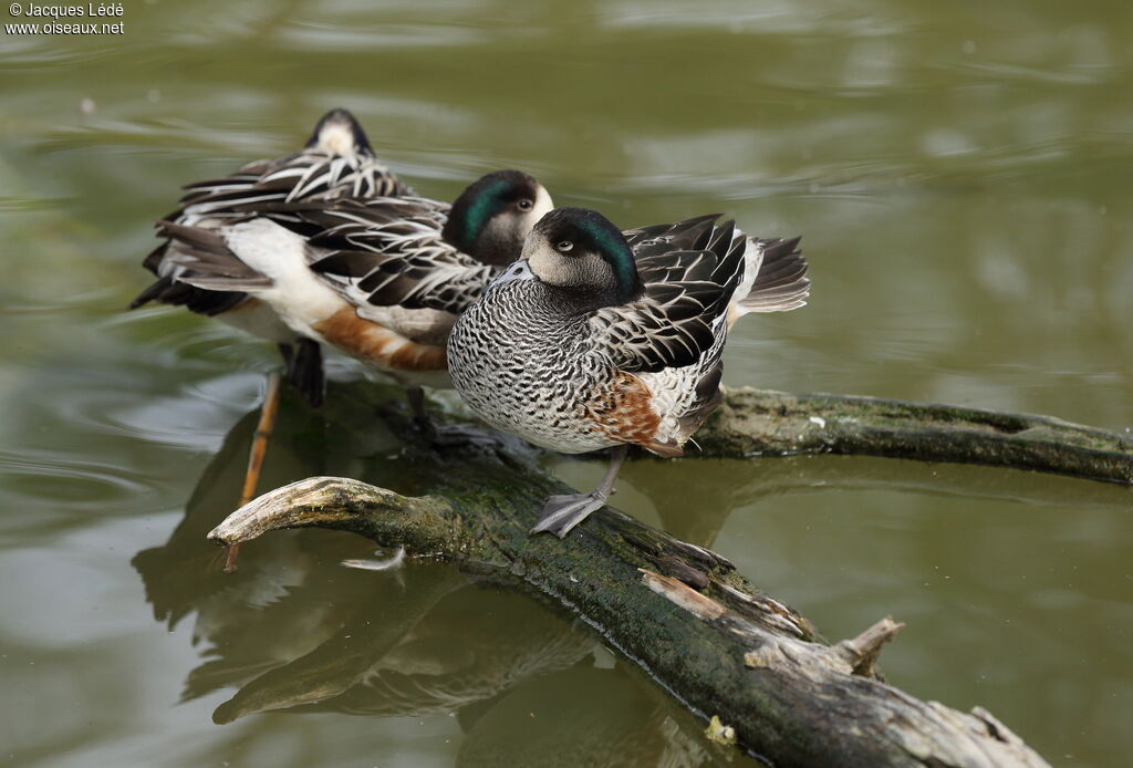 Chiloe Wigeon