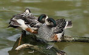 Chiloe Wigeon