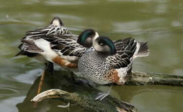 Canard de Chiloé